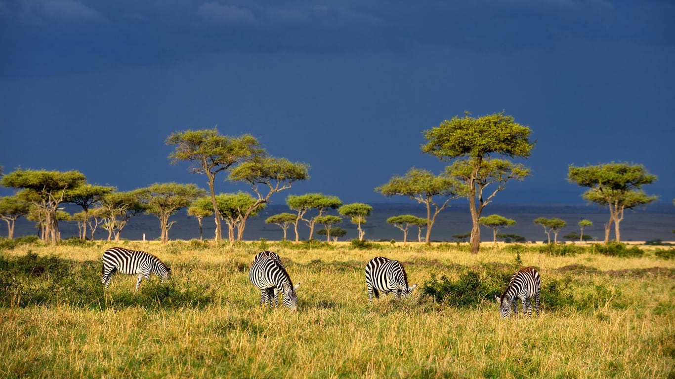 Kenia überzeugt durch beeindruckende Landschaften und eine vielfältige Tierwelt.
