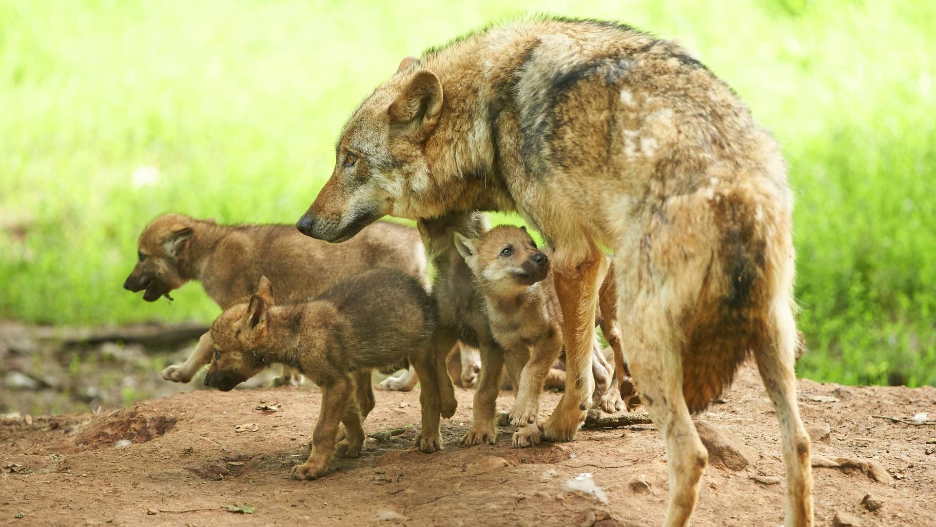 150 Jahre lang waren sie in Deutschland ausgerottet: Am Beispiel des zurückkehrenden Wolfes ist eine positive Entwicklung zu erkennen.