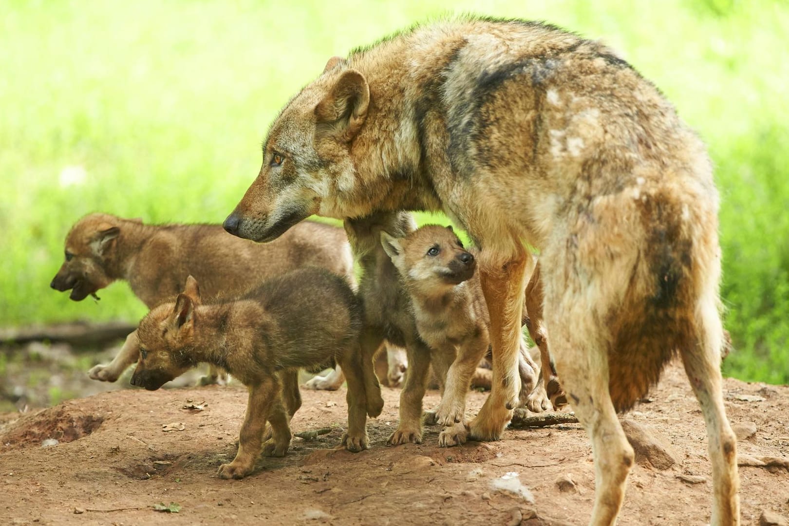 150 Jahre lang waren sie in Deutschland ausgerottet: Am Beispiel des zurückkehrenden Wolfes ist eine positive Entwicklung zu erkennen.