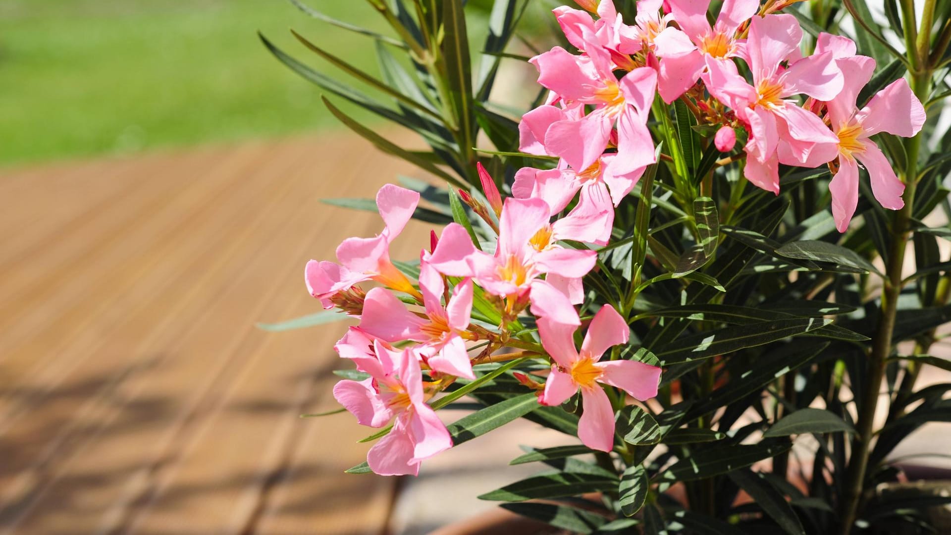 Oleander verträgt kein torfhaltiges Substrat.