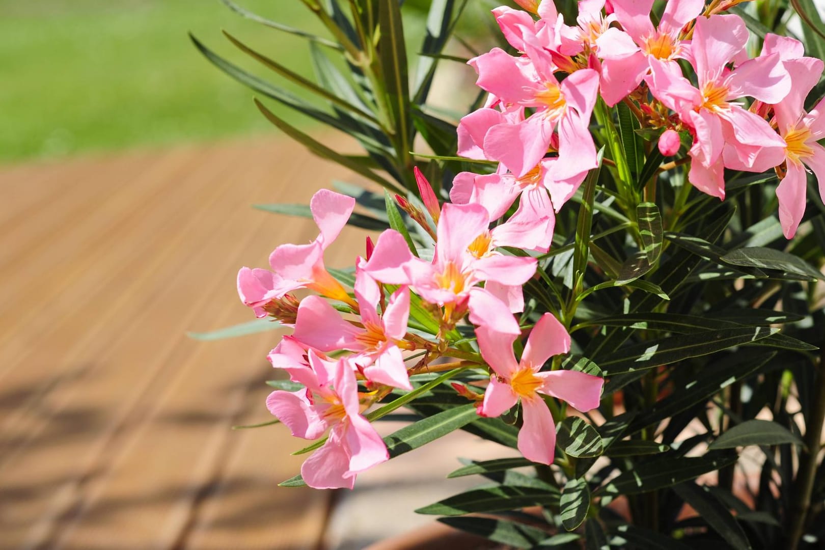 Oleander verträgt kein torfhaltiges Substrat.