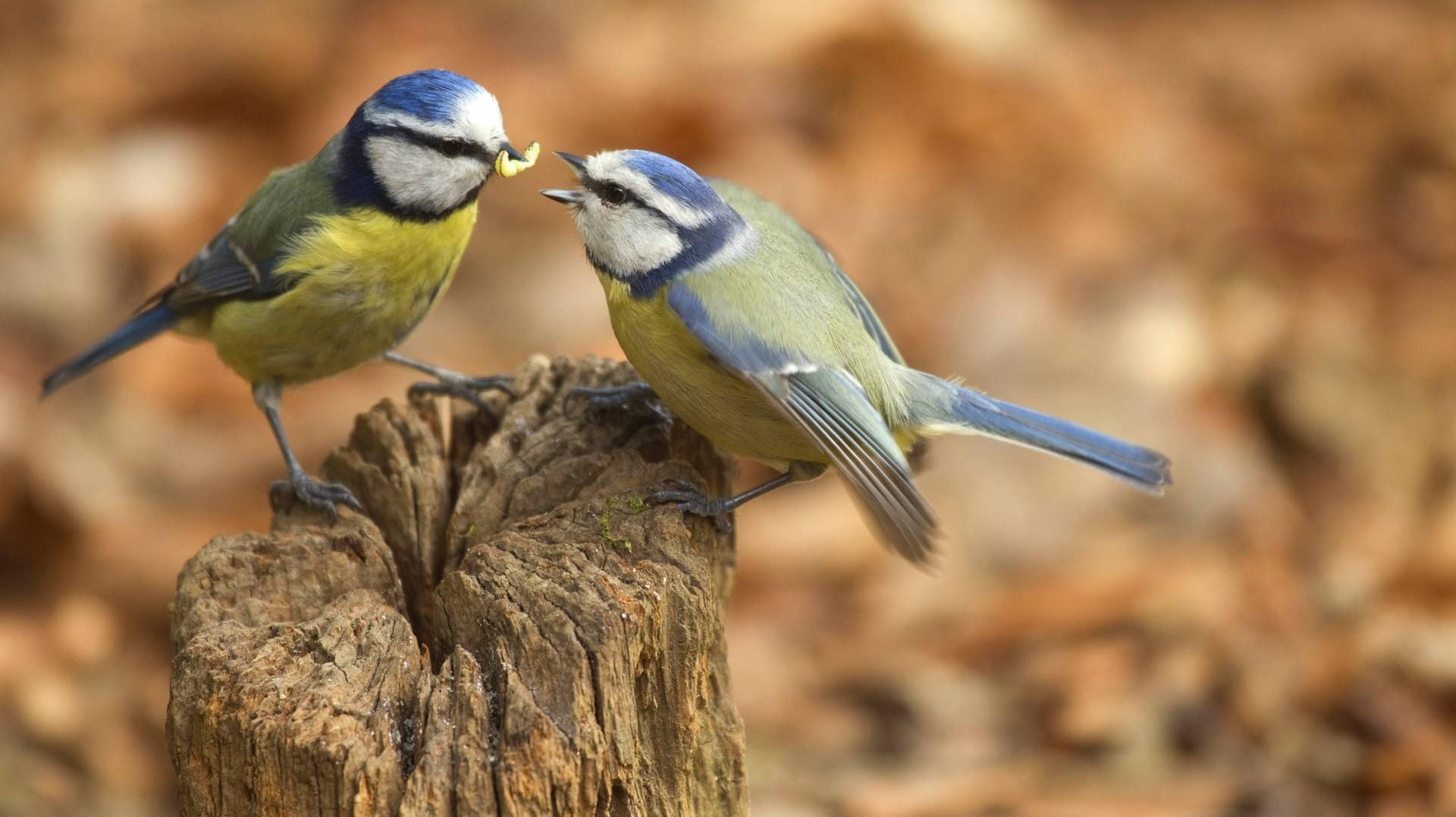 Die männliche Blaumeise möchte dem Weibchen mit einer Raupe imponieren.