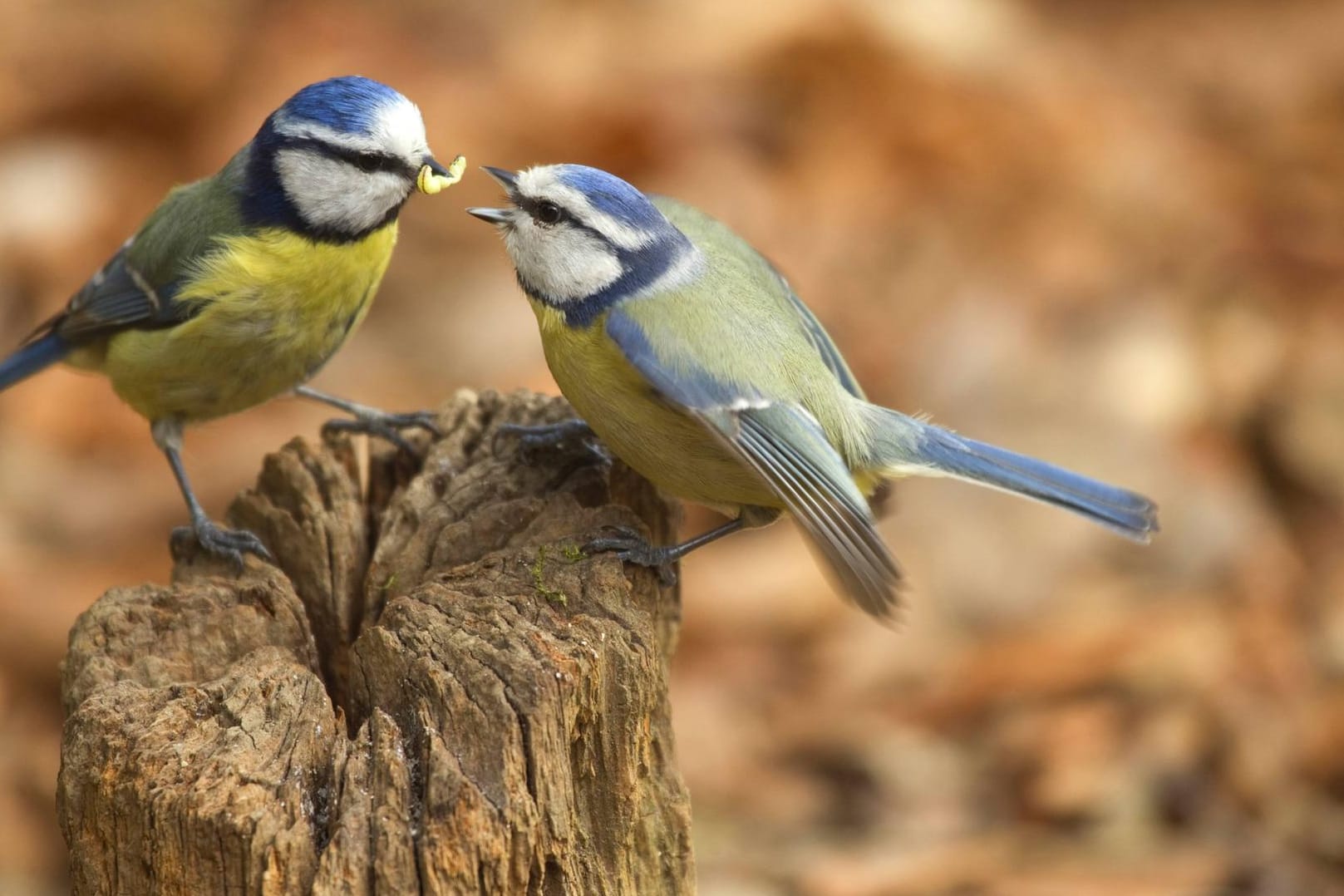 Die männliche Blaumeise möchte dem Weibchen mit einer Raupe imponieren.