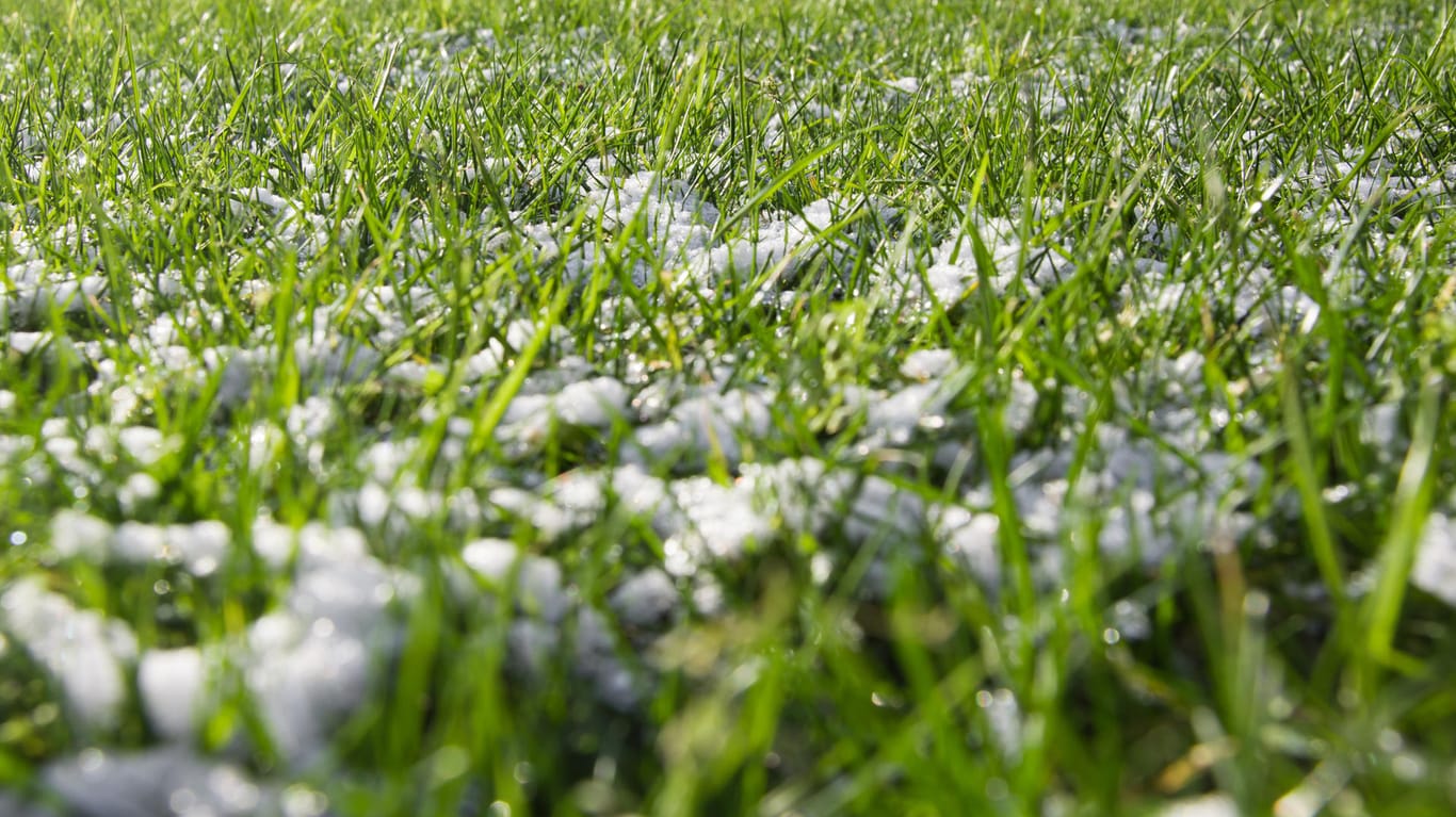 Schneeschimmel entsteht nicht nur durch Schnee auf dem Rasen.