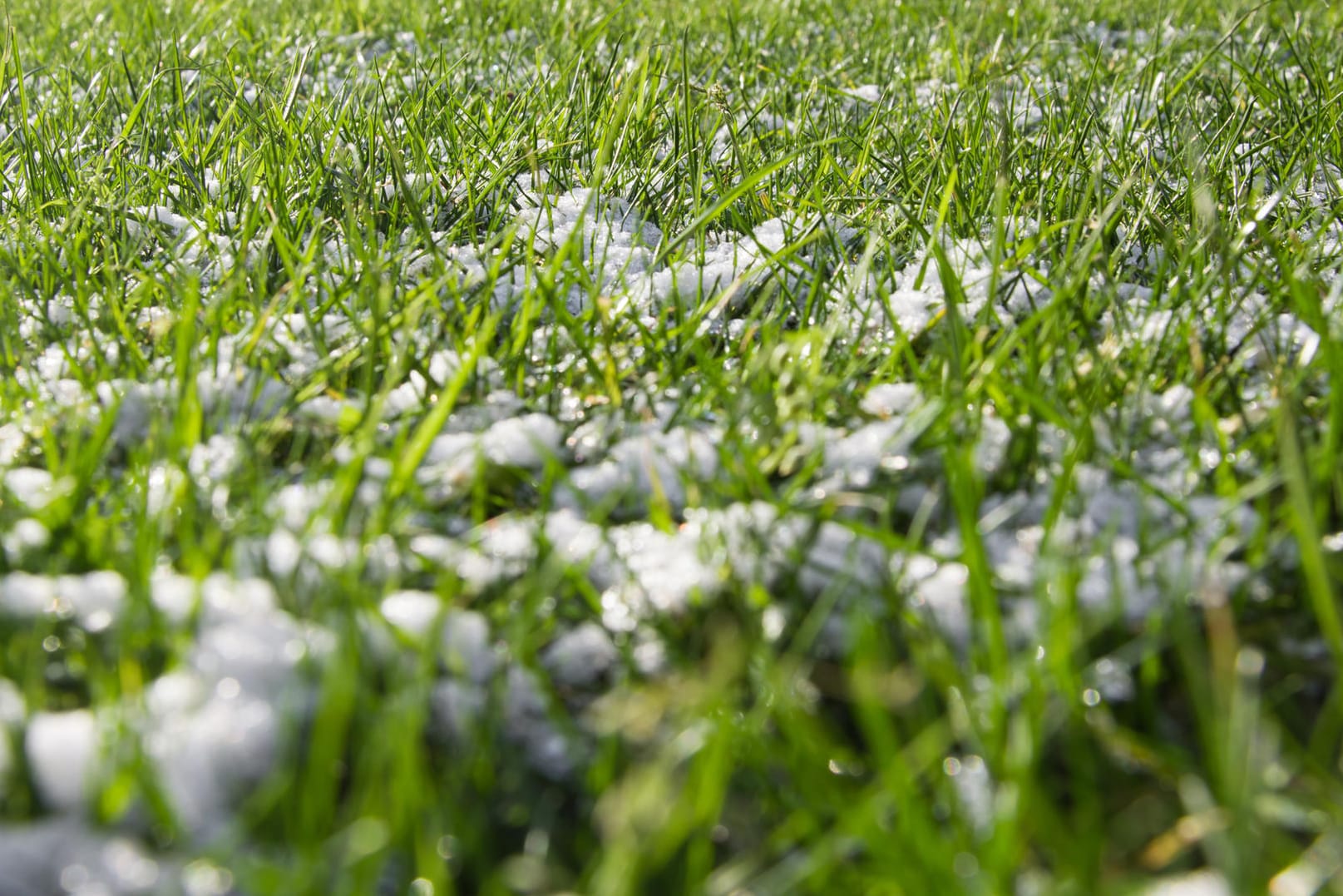 Schneeschimmel entsteht nicht nur durch Schnee auf dem Rasen.