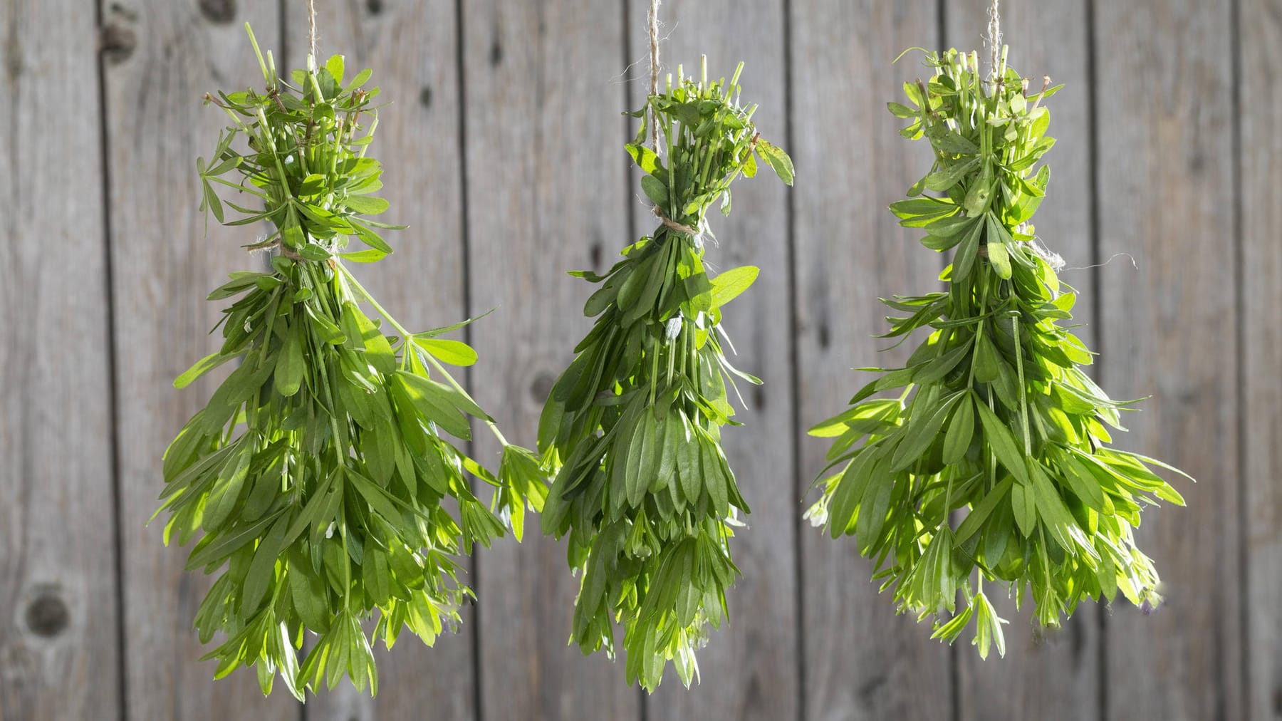 Maibowle: Rezepte mit frischem Waldmeister und Sirup