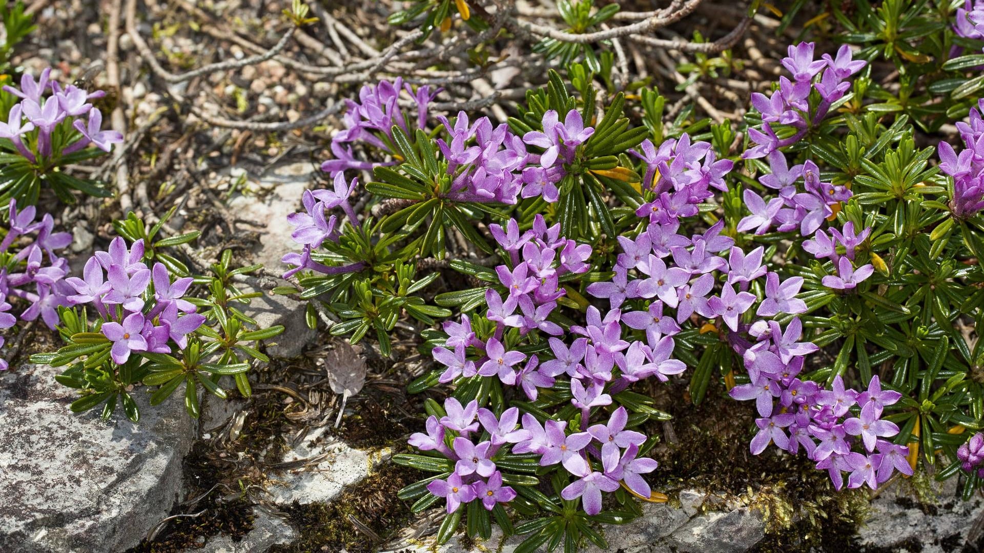 Daphne arbuscula