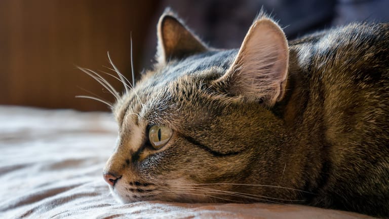 Katze liegt auf dem Boden: Gegen die Katzenseuche sollten nicht nur Freigänger geimpft werden.