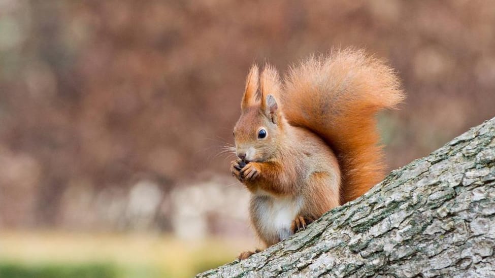 Der flauschige Schwanz des Eichhörnchens dient der Kommunikation.