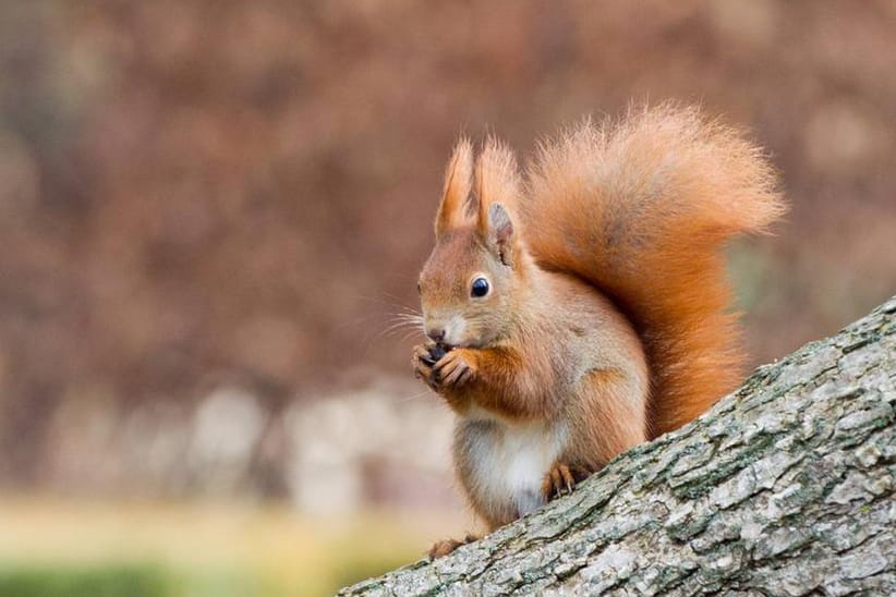 Der flauschige Schwanz des Eichhörnchens dient der Kommunikation.