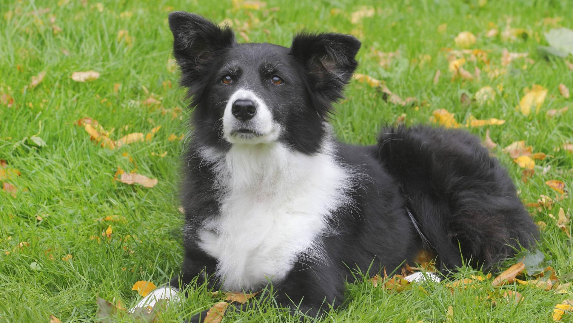 Der Border Collie ist eine treue Seele.