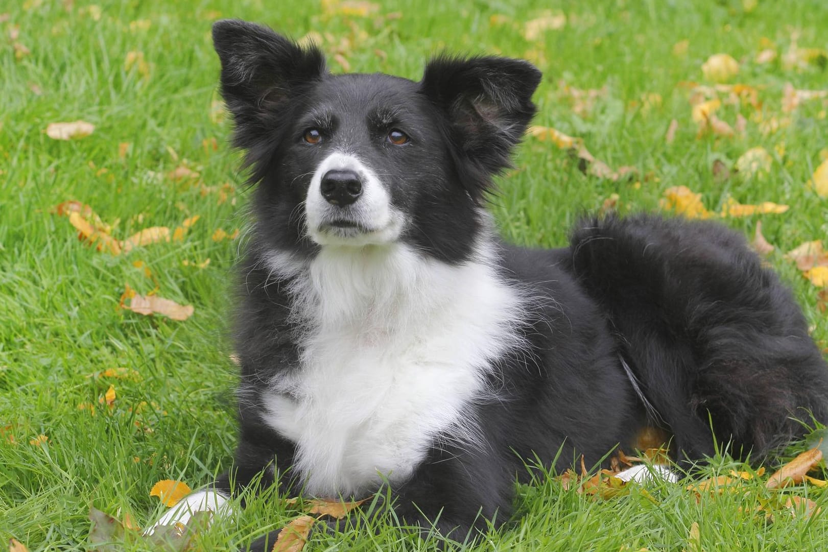 Der Border Collie ist eine treue Seele.