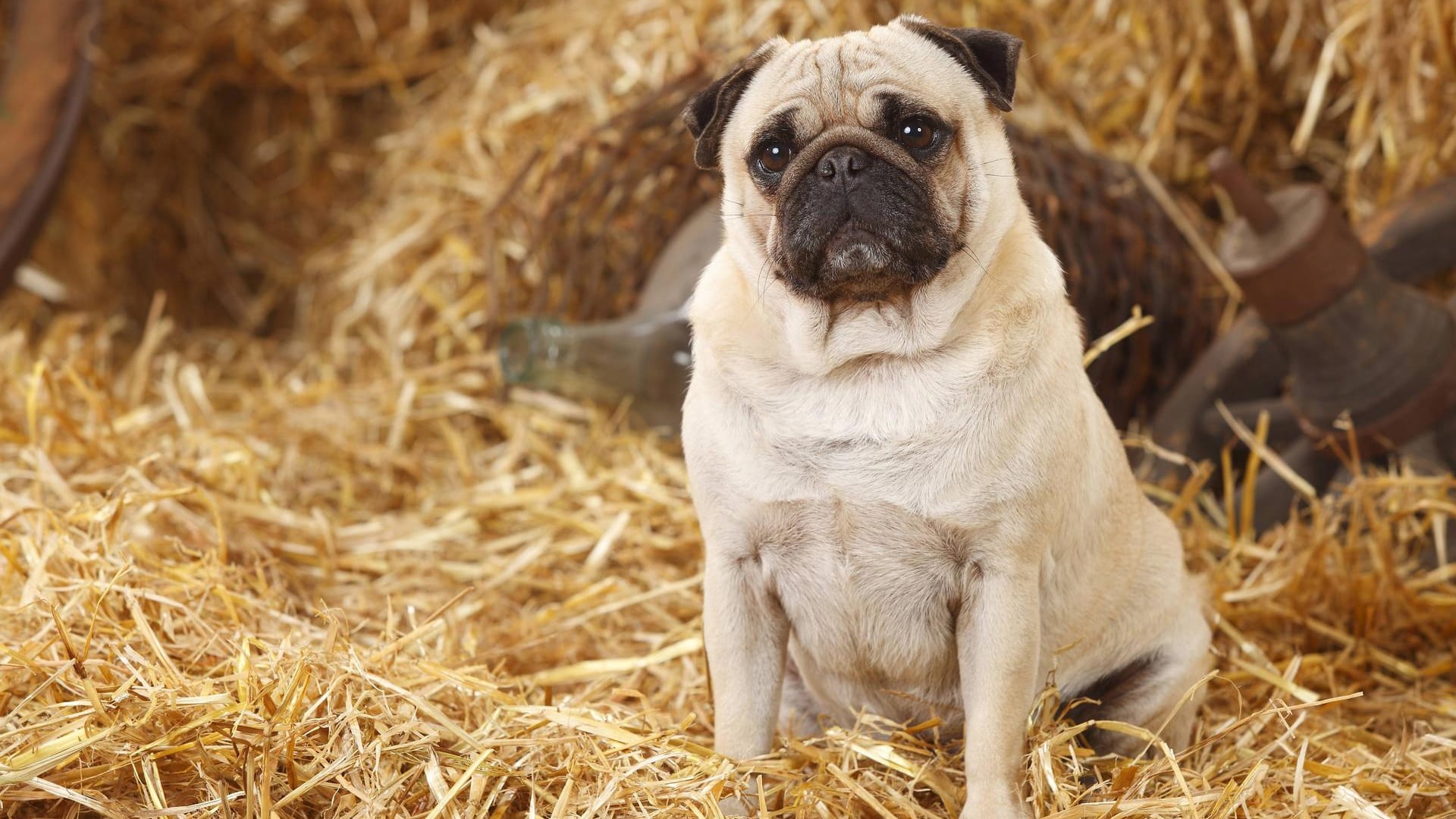 Der Mops ist ein ruhiger Zeitgenosse.