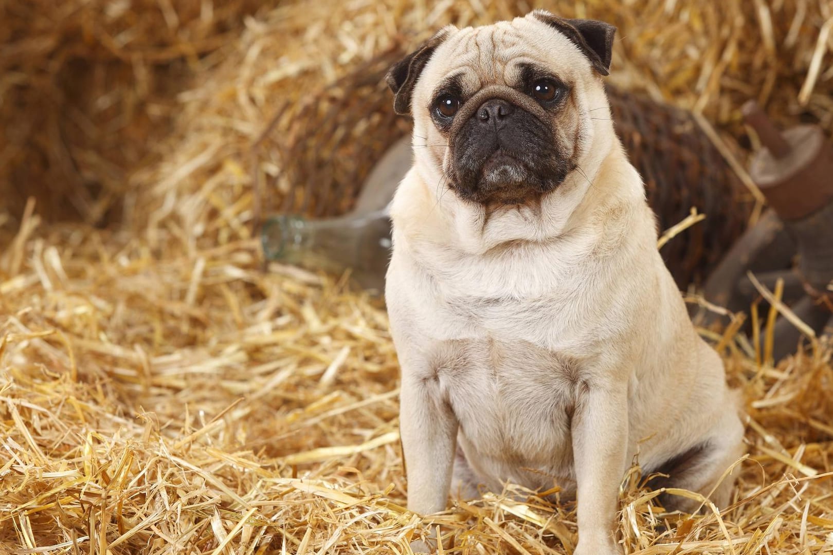 Der Mops ist ein ruhiger Zeitgenosse.