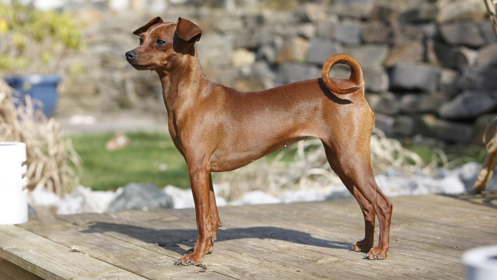 Ein Deutscher Pinscher mit reinroter Fellfärbung.