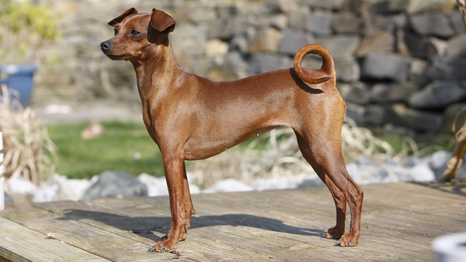 Ein Deutscher Pinscher mit reinroter Fellfärbung.