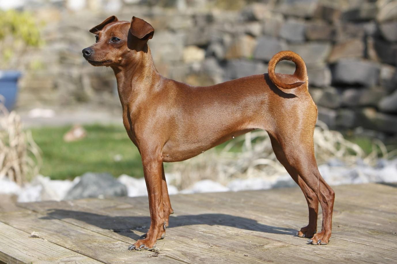 Ein Deutscher Pinscher mit reinroter Fellfärbung.