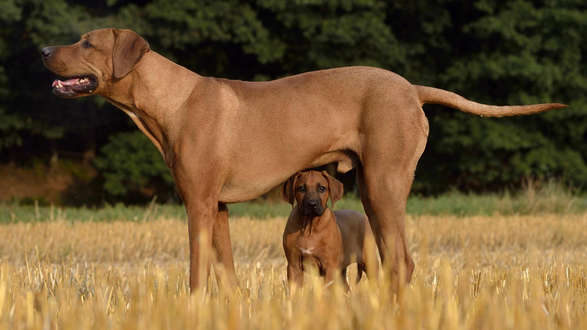 Mittlerweile wird der Rhodesian Ridgeback auch als Rettungshund eingesetzt.