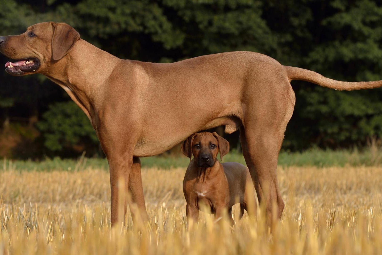 Mittlerweile wird der Rhodesian Ridgeback auch als Rettungshund eingesetzt.