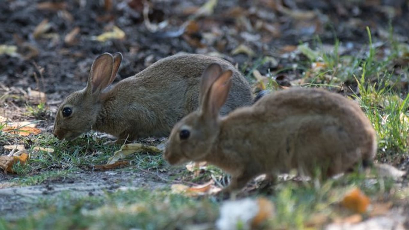 Jedes Jahr zur Osterzeit versuchen die Jäger in Neuseeland die Kaninchen-Plage einzudämmen.
