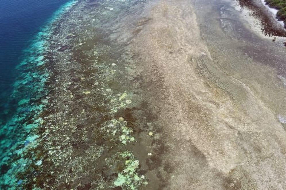 Bei hohen Temperaturen stoßen die Algen, die in Symbiose mit den Korallen leben, Gifte aus und werden abgestoßen.