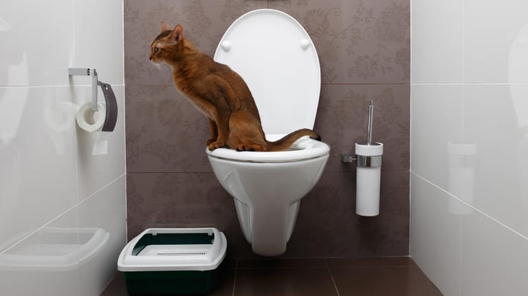 Pinkeln im Haus oder in der Wohnung außerhalb der Katzentoilette gehört zu den häufigsten Verhaltensauffälligkeiten von Katzen.