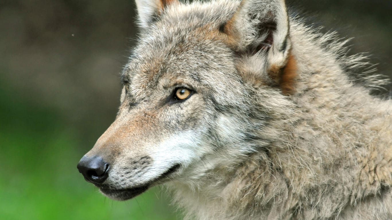 Ein Wolf hat im Kreis Lippe mehrere Zwergziegen getötet.