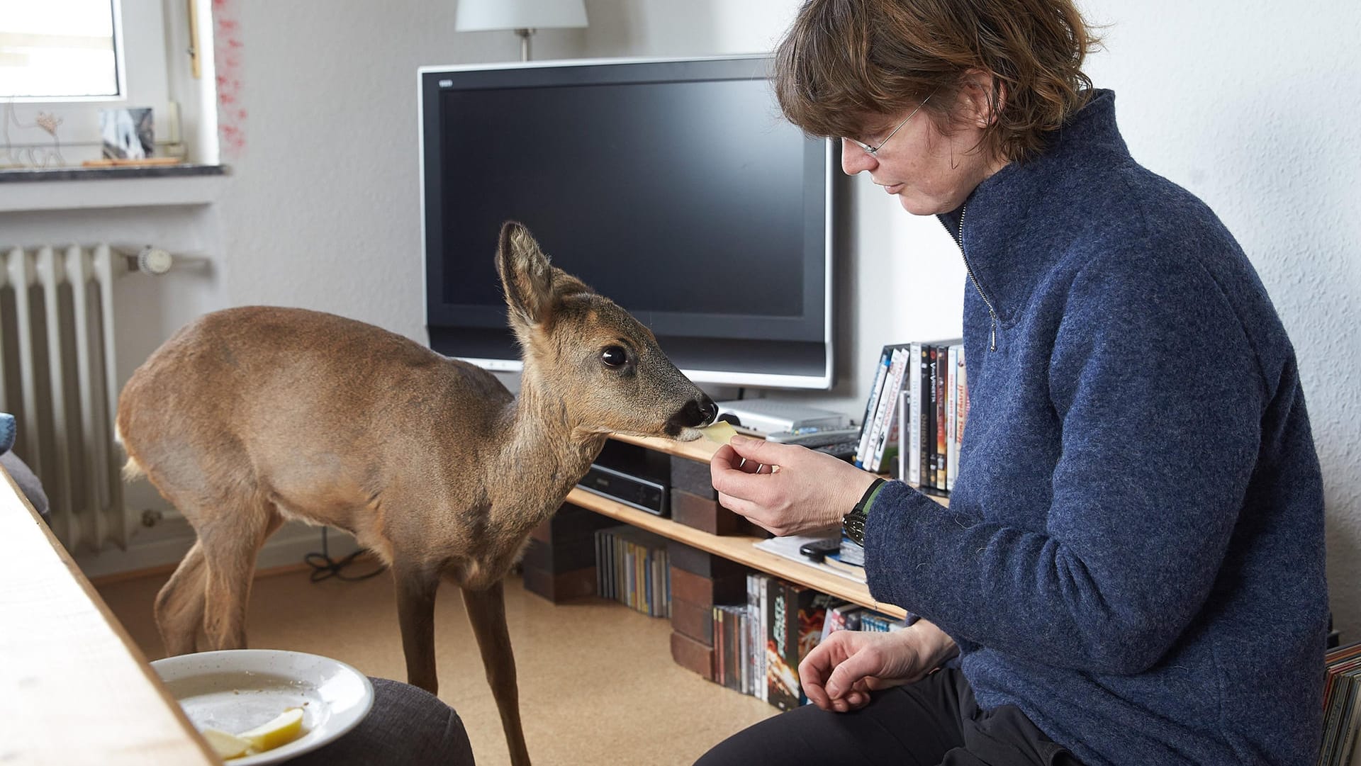 Seelenruhig frisst Tacoma im Wohnzimmer von Nelles Apfelstücke.