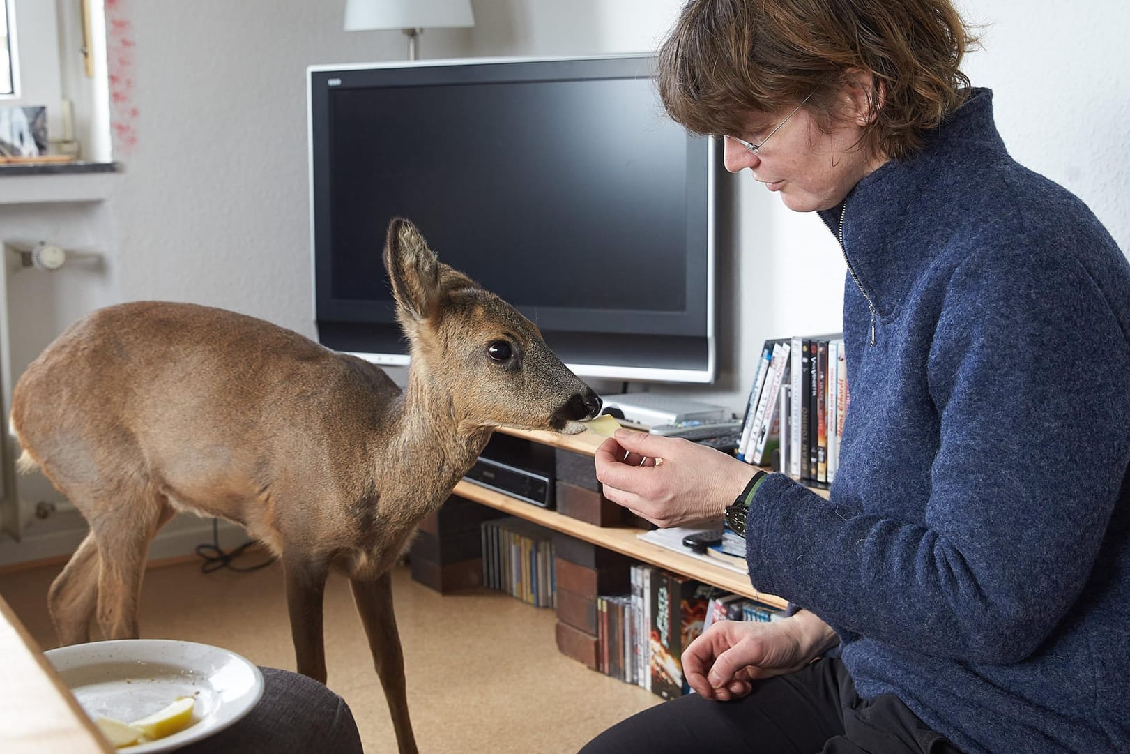 Seelenruhig frisst Tacoma im Wohnzimmer von Nelles Apfelstücke.