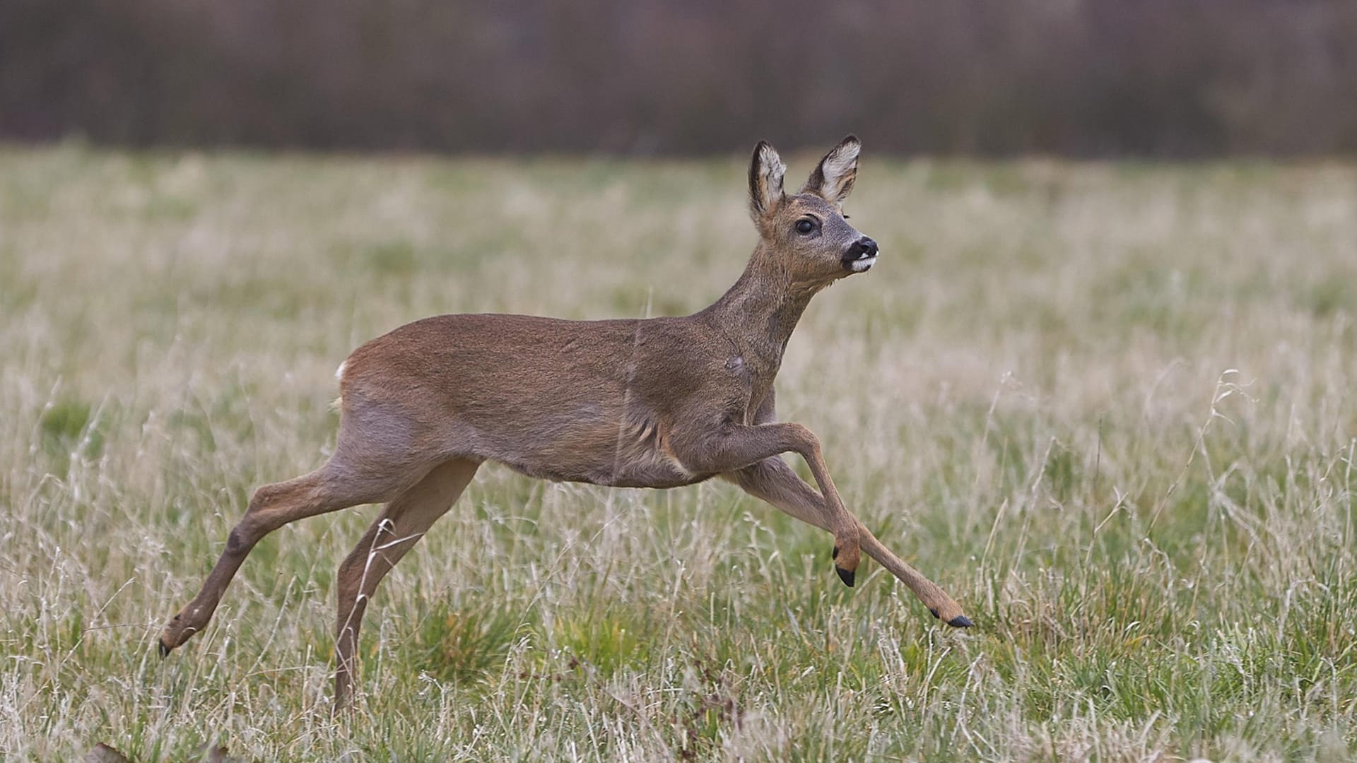 Tacoma wird von Jägern und Landwirten beschützt.