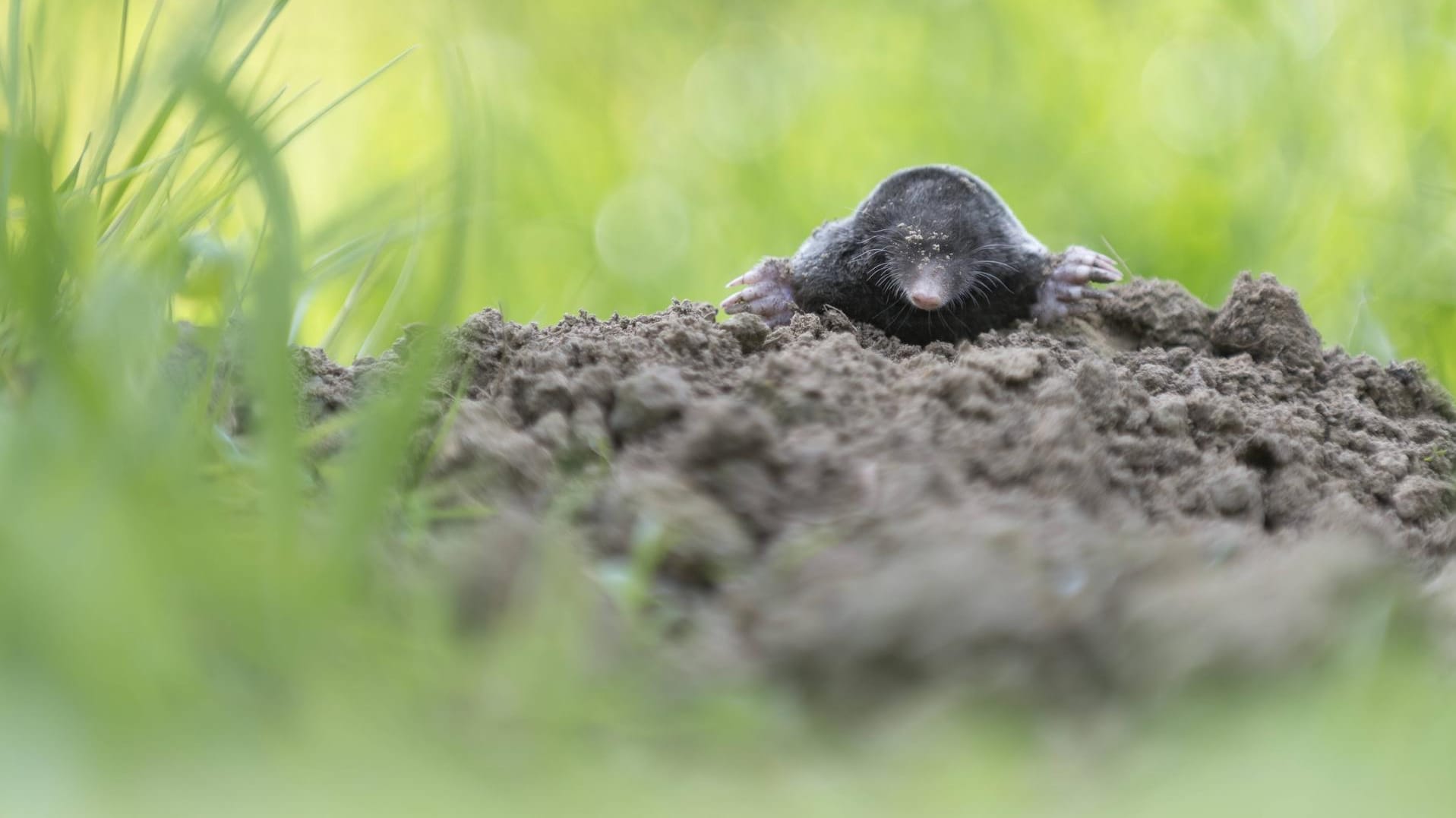 Maulwurf im Garten.