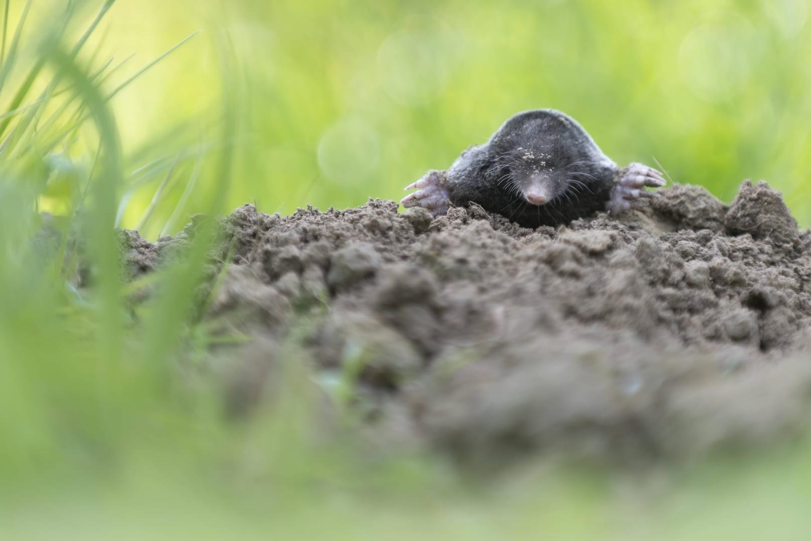 Maulwurf im Garten.