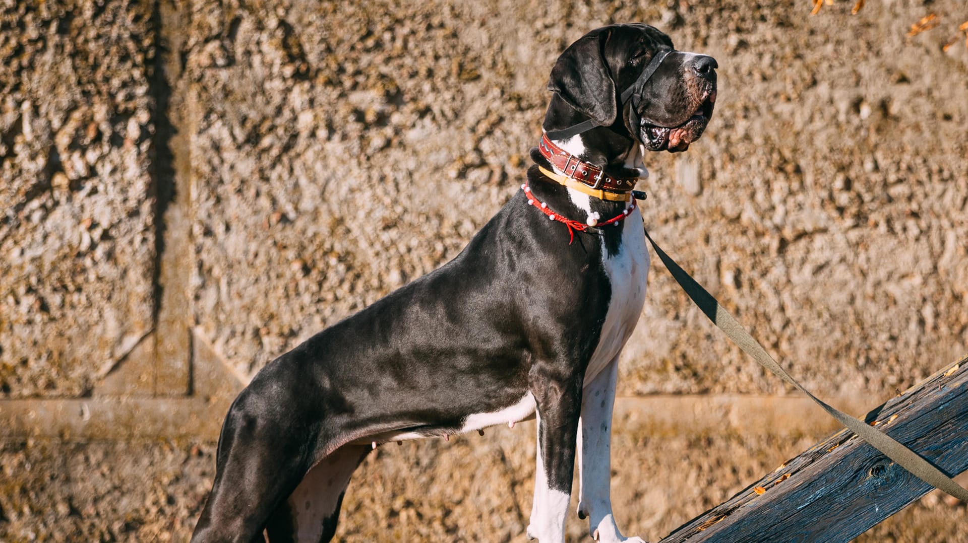 Die Deutsche Dogge eignet sich auch als Wachhund.