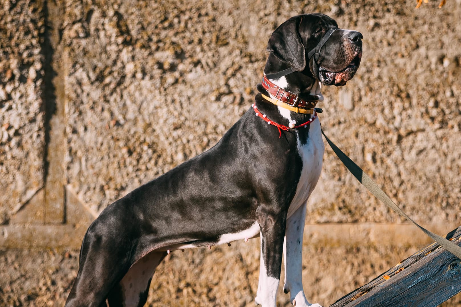 Die Deutsche Dogge eignet sich auch als Wachhund.