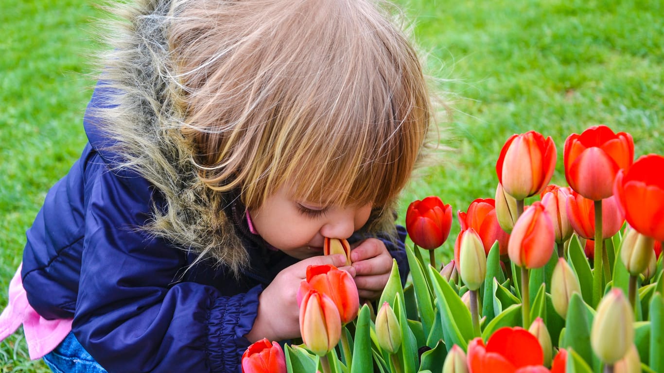 Kinder sollten beim Spielen in der Nähe von Tulpen immer beaufsichtigt werden.