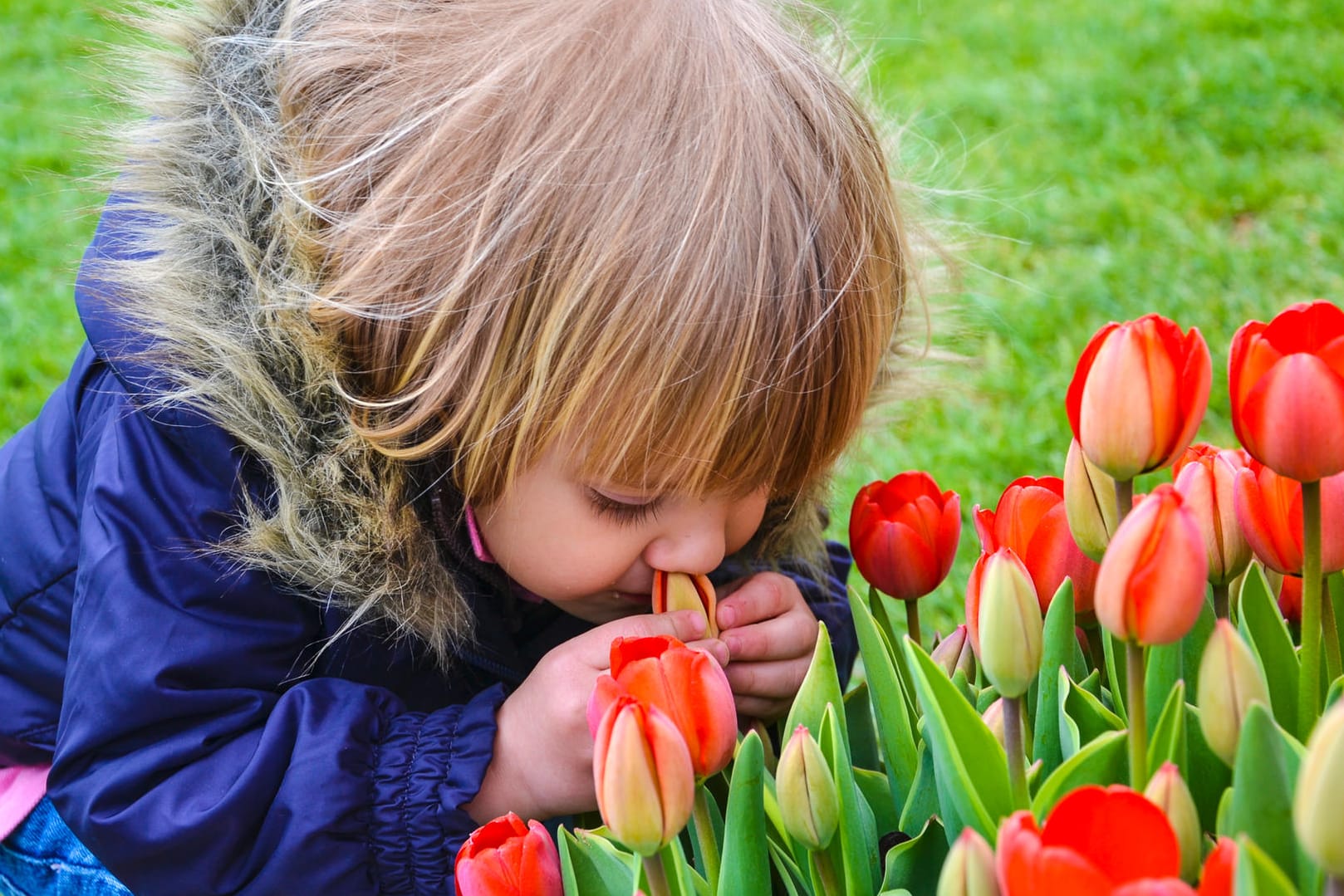 Kinder sollten beim Spielen in der Nähe von Tulpen immer beaufsichtigt werden.