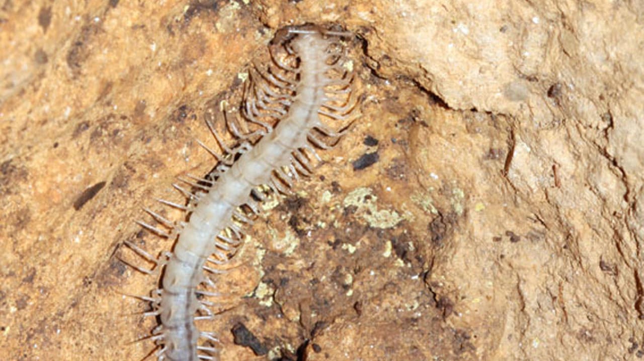 Desmoxytes plasmoides tauften Forscher die neue Tausendfüßer-Art. Desmoxytes plasmoides tauften Forscher die neue Tausendfüßer-Art.