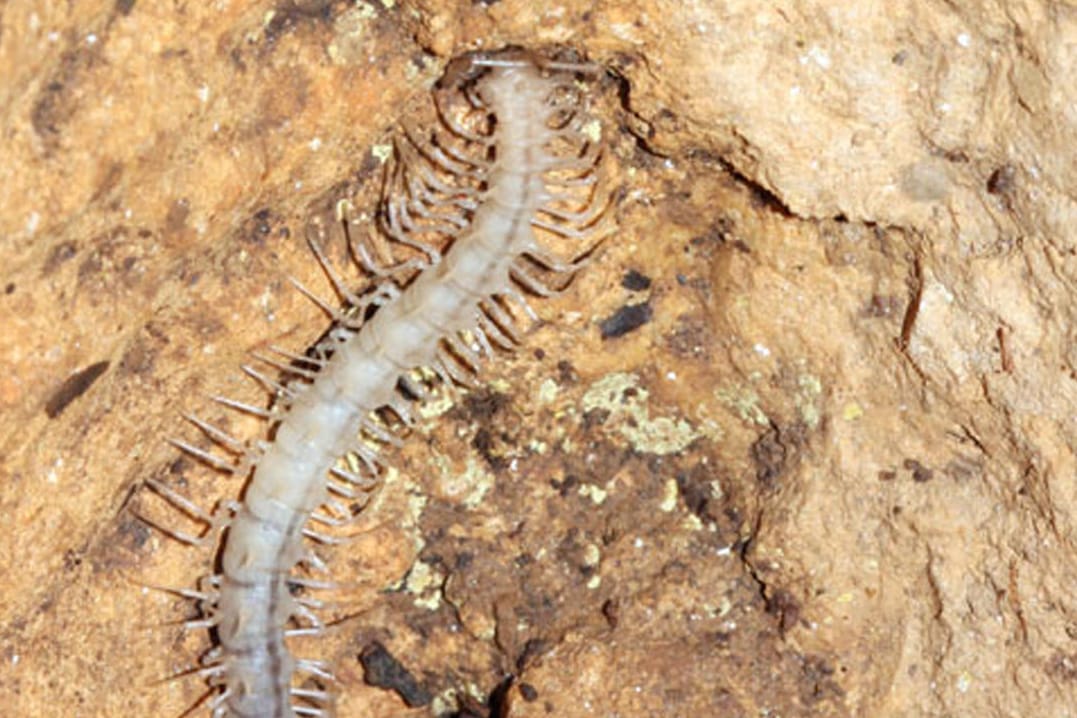 Desmoxytes plasmoides tauften Forscher die neue Tausendfüßer-Art.