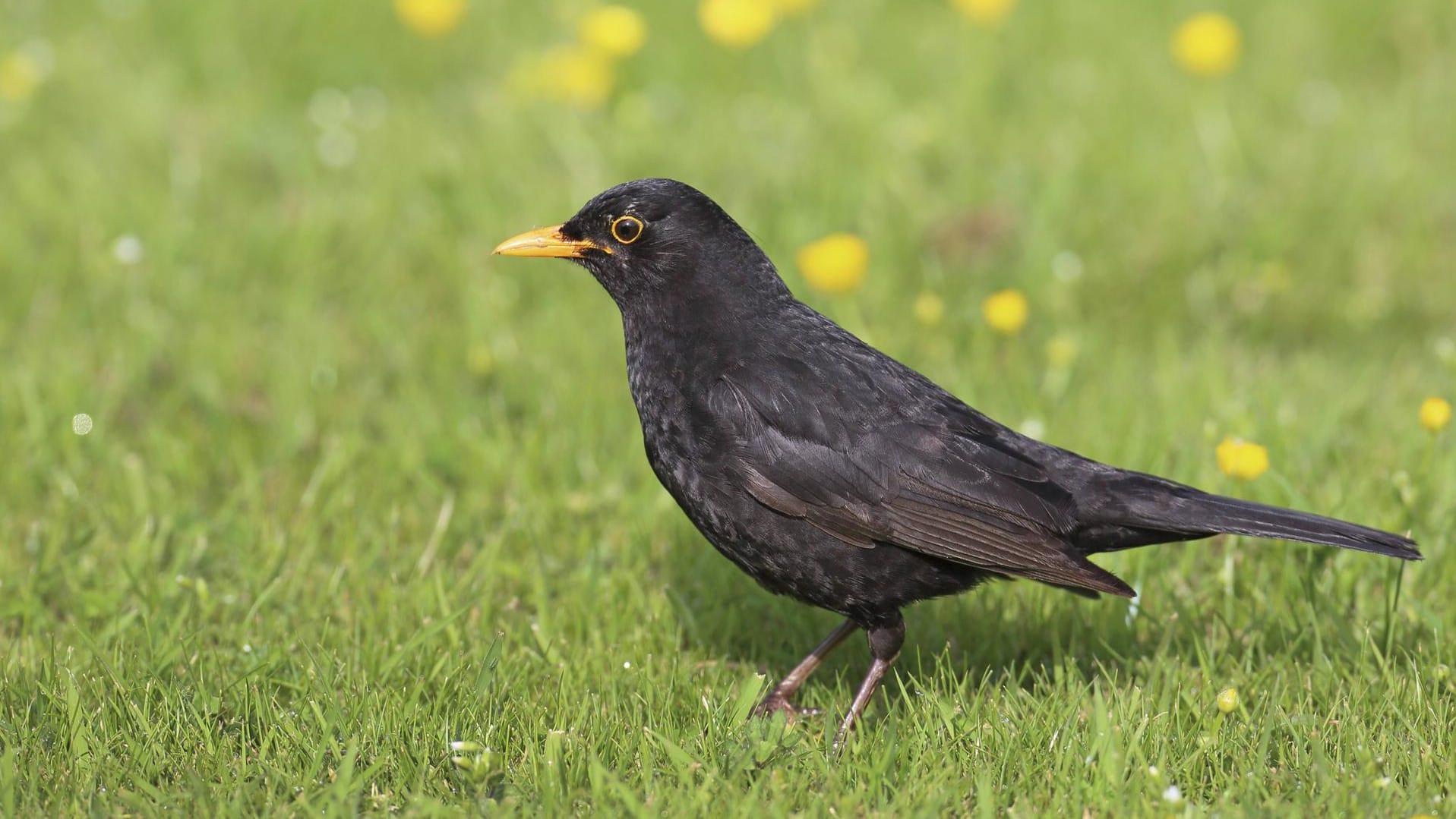 Amsel (Turdus merula): Männchen wie Weibchen suchen ihre Nahrung bevorzugt am Erdboden.