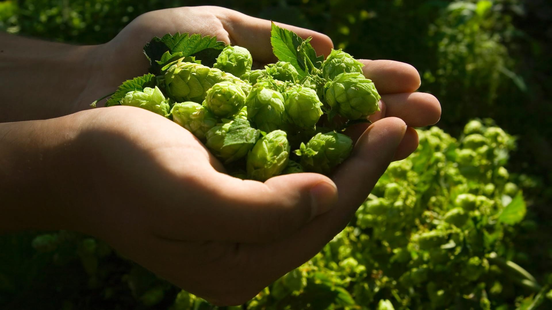 Ein Großteil der gesundheitsfördernden Inhaltsstoffe aus Bier stammen aus Hopfen und Getreide.