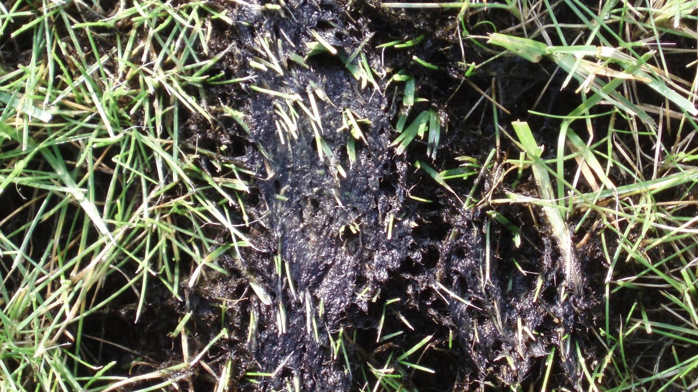 Unter Idealbedingungen können sich Algen im Rasen explosionsartig ausbreiten.