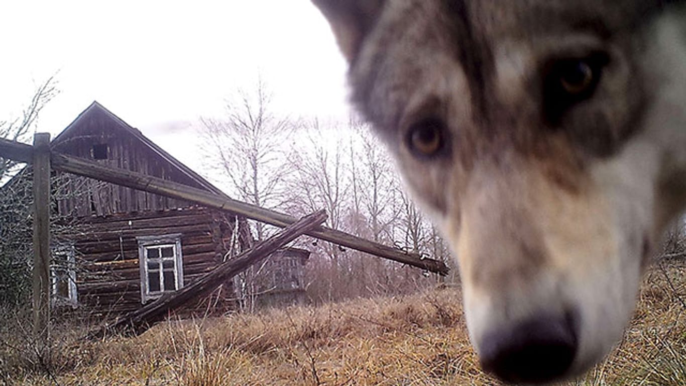 Wölfe streifen durch die Todeszone rund um den Reaktor in Tschernobyl.