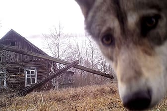 Wölfe streifen durch die Todeszone rund um den Reaktor in Tschernobyl.