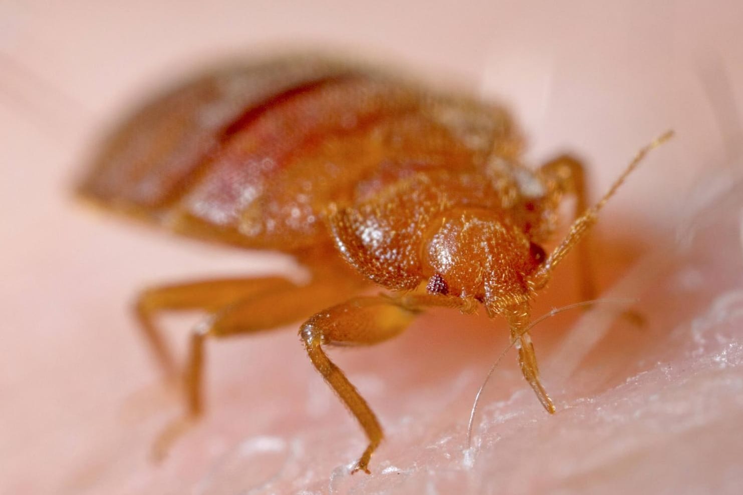 Gemeine Bettwanze: Einen Befall erkennen die meisten Menschen erst dann, wenn sie von den Parasiten gebissen wurden.