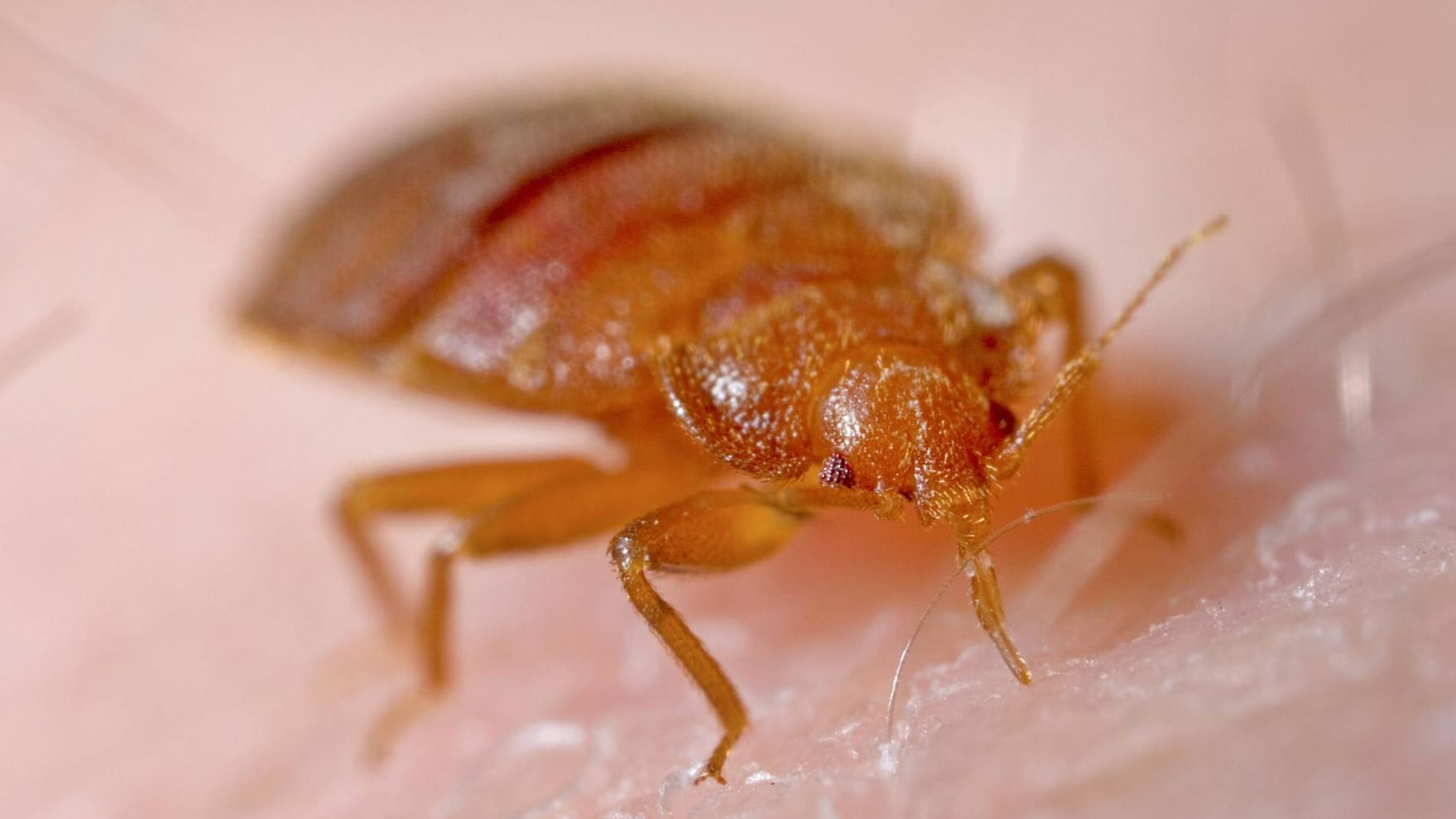 Gemeine Bettwanze: Einen Befall erkennen die meisten Menschen erst dann, wenn sie von den Parasiten gebissen wurden.