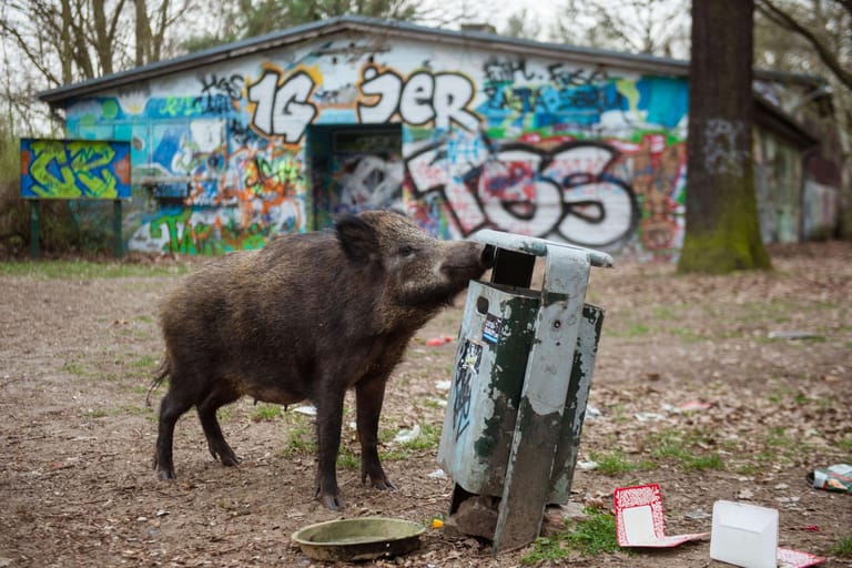 Wildtiere finden in Berlin alles, was sie brauchen: Überdurchschnittlich viel Grün im Vergleich zu anderen Großstädten, Unterschlupf und einen reich gedeckten Tisch aus Abfällen.