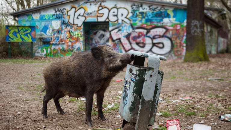 Wildtiere finden in Berlin alles, was sie brauchen: Überdurchschnittlich viel Grün im Vergleich zu anderen Großstädten, Unterschlupf und einen reich gedeckten Tisch aus Abfällen.