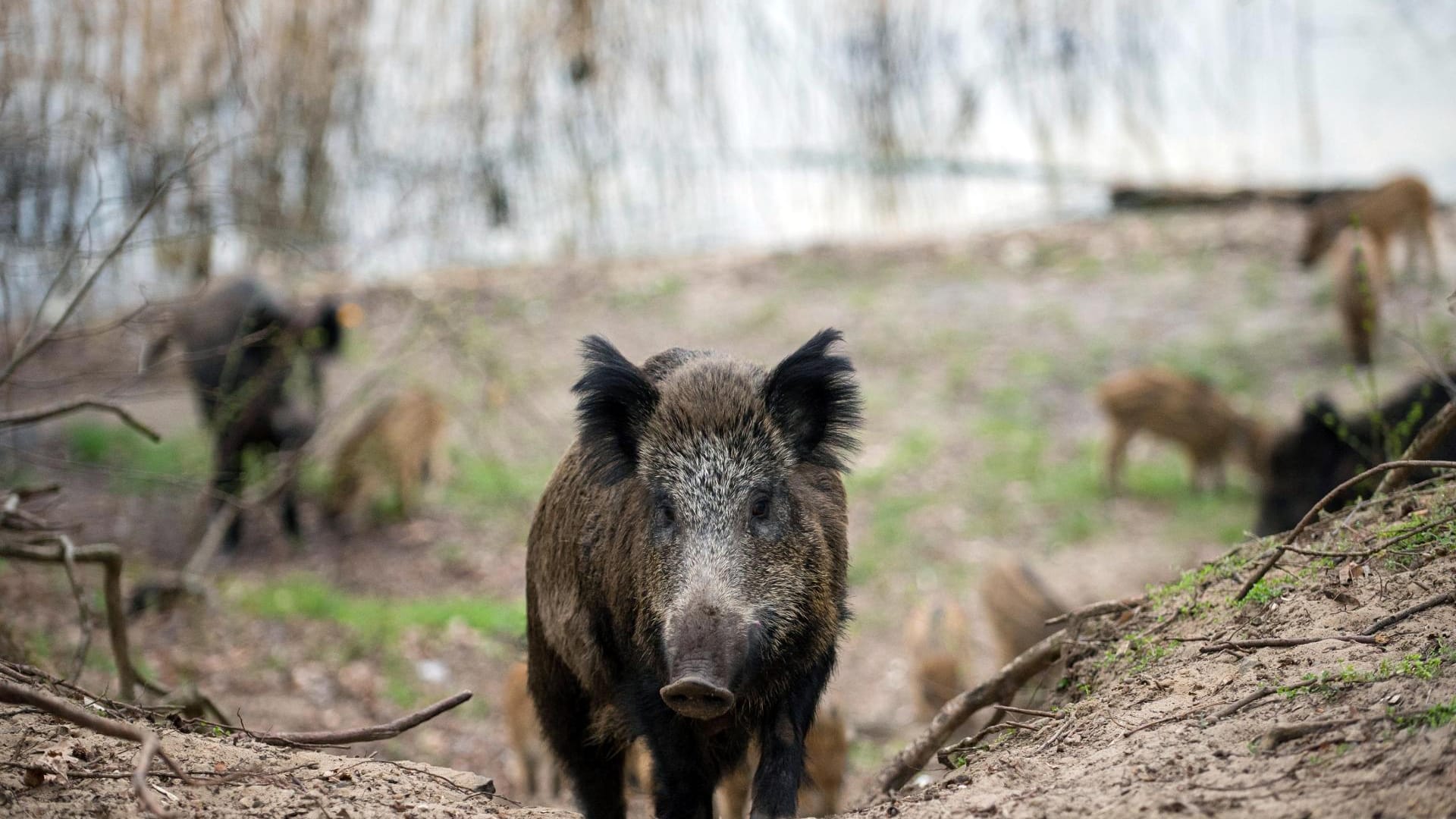 Viele Tiere haben die Scheu vorm Menschen verloren und sind regelrecht auf ihn konditioniert.