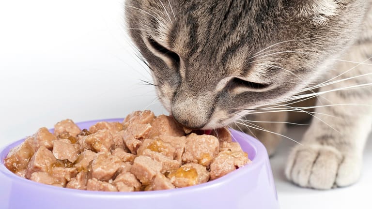 Nicht jedes Futter ist gut für die Katze.