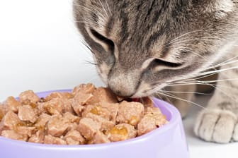 Nicht jedes Futter ist gut für die Katze.